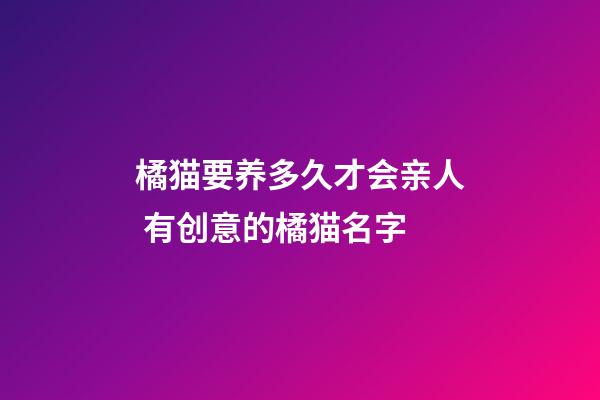 橘猫要养多久才会亲人 有创意的橘猫名字